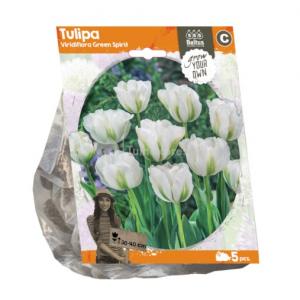 Baltus Tulipa Viridiflora Green Spirit tulpen bloembollen per 5 stuks